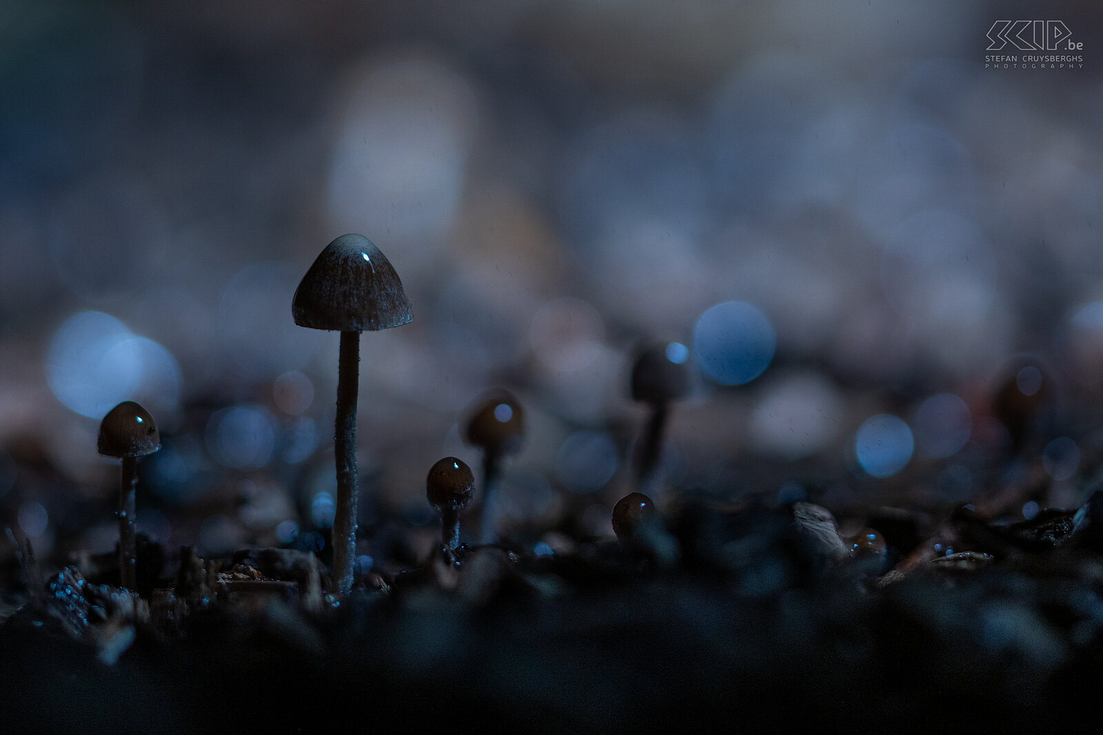 Autumn - Mowers mushroom Mowers mushroom / Panaeolina foenisecii Stefan Cruysberghs